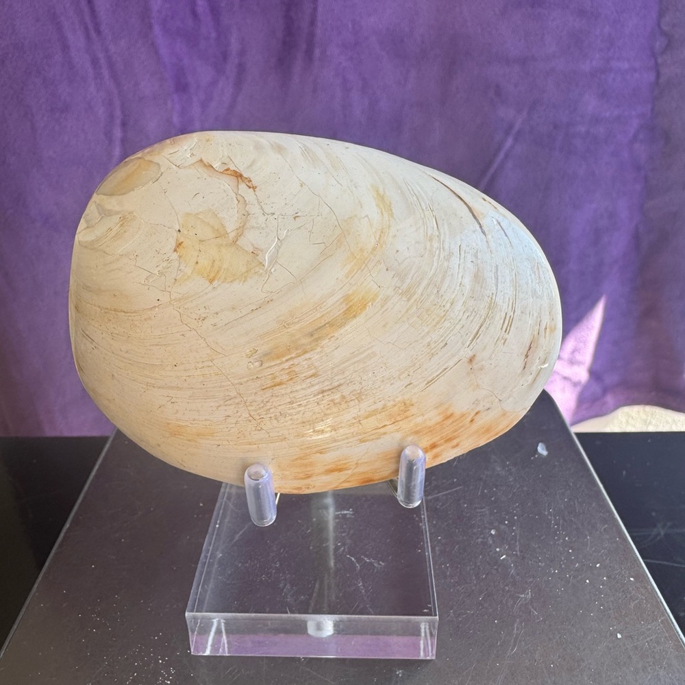 Fossilized Clam (Madagascar) - Picture 6 of 6